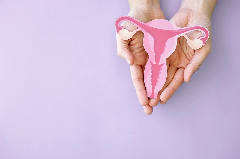 A visual of the female reproductive system.